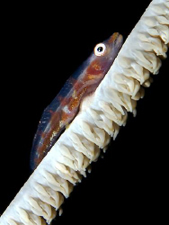 "Whip Goby" on his favourite coral. Taken at the Dhuni Ko... by Henry Jager 